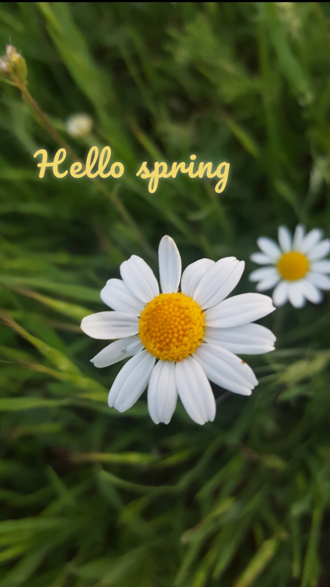 Hello spring
